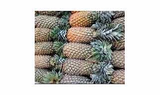 PINEAPPLE