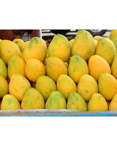 MANGO-4