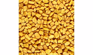 Fenugreek