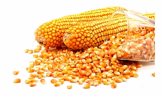 MAIZE