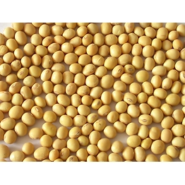 SOYABEAN