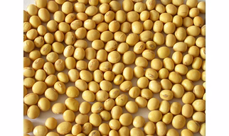 SOYABEAN