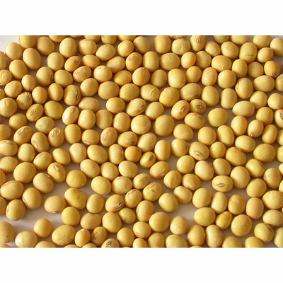 soyabean