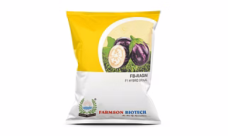 FB-RAGINI F1 HYBRID BRINJAL (EGG PLANT) SEEDS
