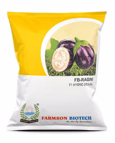 FB-RAGINI F1 HYBRID BRINJAL (EGG PLANT) SEEDS-12519290