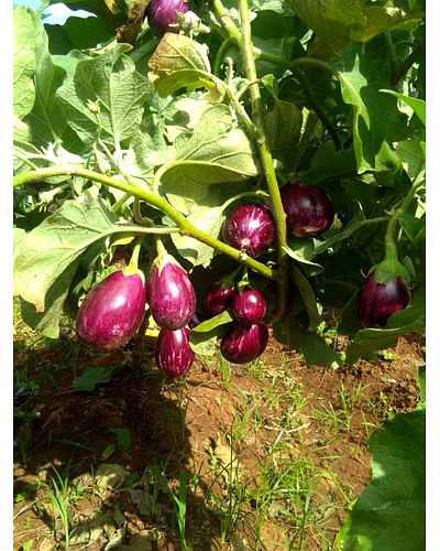 FB-RAGINI F1 HYBRID BRINJAL (EGG PLANT) SEEDS-2