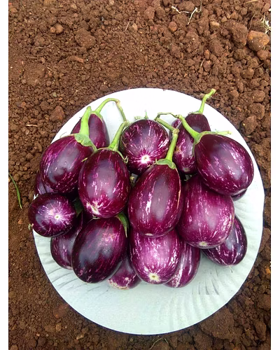FB-RAGINI F1 HYBRID BRINJAL (EGG PLANT) SEEDS-3