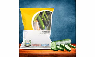 FB-LALITAG F1 HYBRID CUCUMBER SEEDS