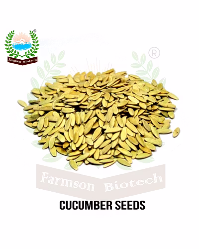 FB-LALITAG F1 HYBRID CUCUMBER SEEDS-2