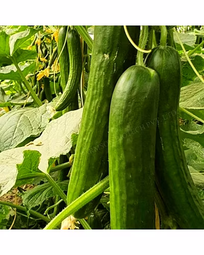 FB-LALITAG F1 HYBRID CUCUMBER SEEDS-3