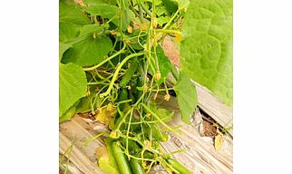 FB-LALITAG F1 HYBRID CUCUMBER SEEDS