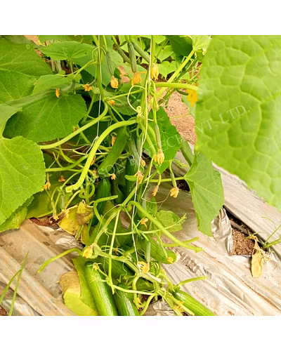 FB-LALITAG F1 HYBRID CUCUMBER SEEDS-5