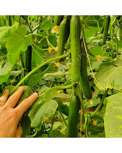FB-LALITAG F1 HYBRID CUCUMBER SEEDS-1