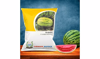 FB-MADHU F1 Hybrid Watermelon Seeds
