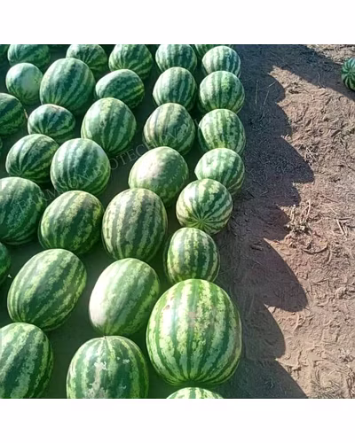 FB-MADHU F1 Hybrid Watermelon Seeds-5