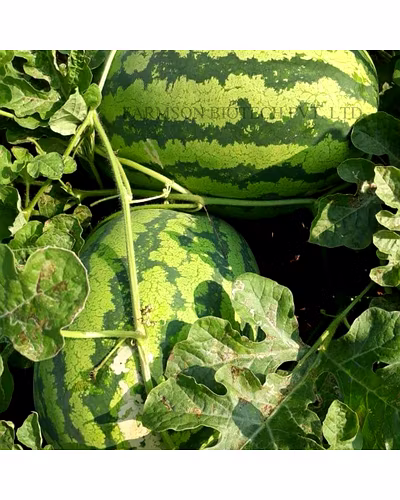 FB-MADHU F1 Hybrid Watermelon Seeds-3
