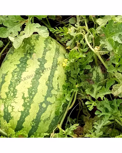 FB-MADHU F1 Hybrid Watermelon Seeds-2