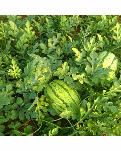 FB-MADHU F1 Hybrid Watermelon Seeds-1