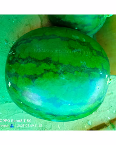 FB-SHYAMAL F1 HYBRID WATERMELON SEEDS-3