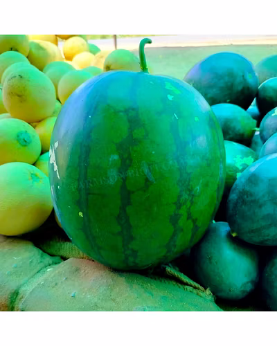 FB-SHYAMAL F1 HYBRID WATERMELON SEEDS-1