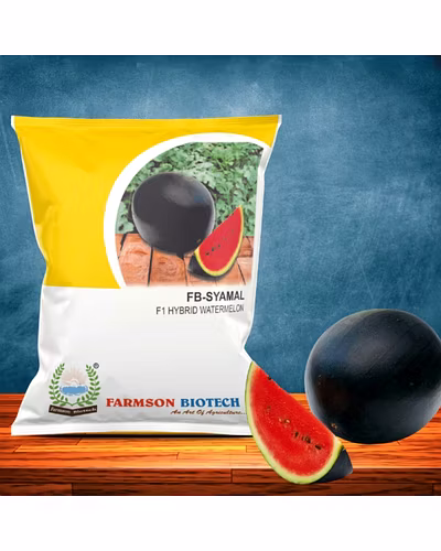 FB-SHYAMAL F1 HYBRID WATERMELON SEEDS-12524290