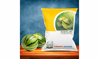FB-ROYAL BABY F1 HYBRID WATERMELON SEEDS