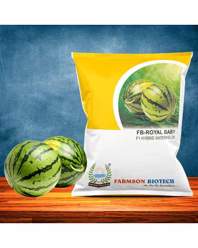 FB-ROYAL BABY F1 HYBRID WATERMELON SEEDS-12524312