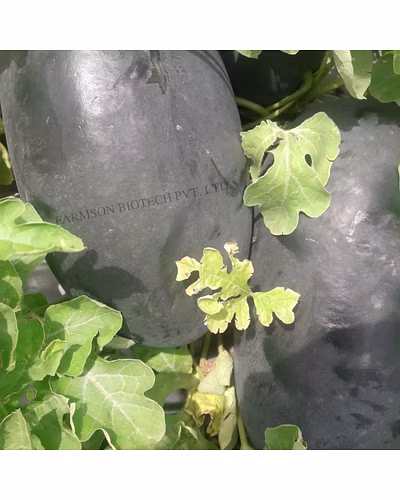 FB-ROYAL RED F1 HYBRID WATERMELON SEEDS-1