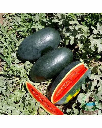 FB-ROYAL RED F1 HYBRID WATERMELON SEEDS-3