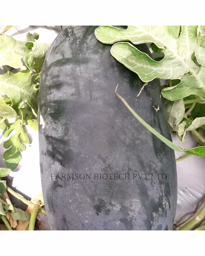 FB-ROYAL RED F1 HYBRID WATERMELON SEEDS-2
