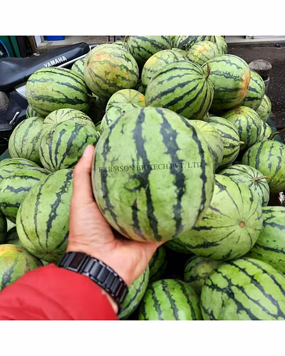 FB-ROYAL BABY F1 HYBRID WATERMELON SEEDS-3