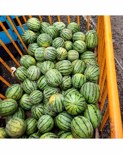 FB-ROYAL BABY F1 HYBRID WATERMELON SEEDS-1