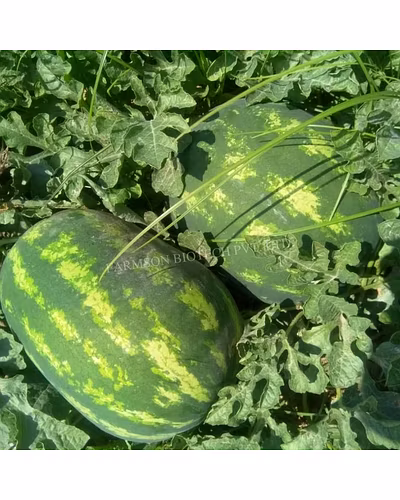 FB-MADHURAK F1 Hybrid Watermelon Seeds-5