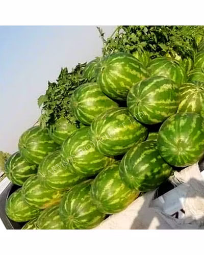 FB-MADHURAK F1 Hybrid Watermelon Seeds-2