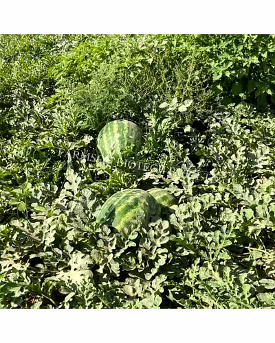 FB-MADHURAK F1 Hybrid Watermelon Seeds-1