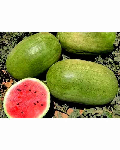 FB-MAXON F1 Hy. Watermelon Seeds-5
