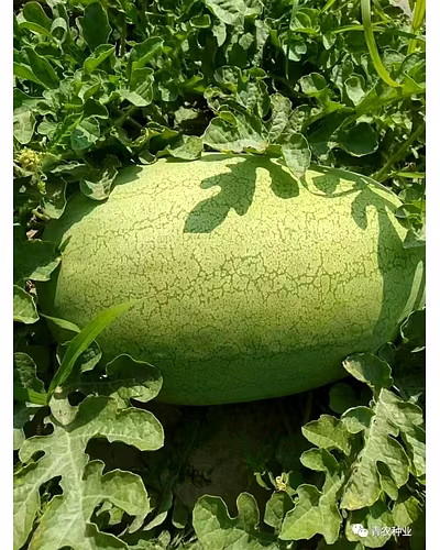 FB-MAXON F1 Hy. Watermelon Seeds-3