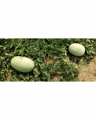 FB-MAXON F1 Hy. Watermelon Seeds-2