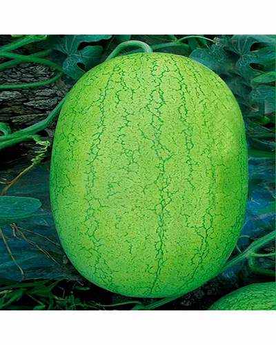 FB-AKKAY F1 Hy Watermelon Seeds-1