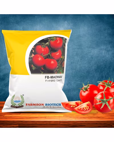FB-MADHAV F1 HYBRID TOMATO SEEDS (ROUND AND RED)-4