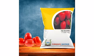 FB- RASHIKA F1Hybrid Tomato Seeds