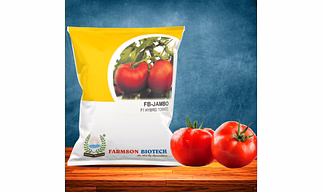 FB-JAMBO F1 HYBRID TOMATO SEEDS (BIG ROUND AND RED)