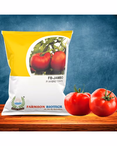 FB-JAMBO F1 HYBRID TOMATO SEEDS (BIG ROUND AND RED)-12524354