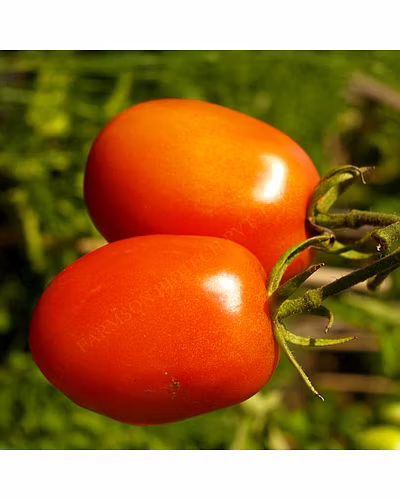 FB-KING F1 HYBRID TOMATO SEEDS-1