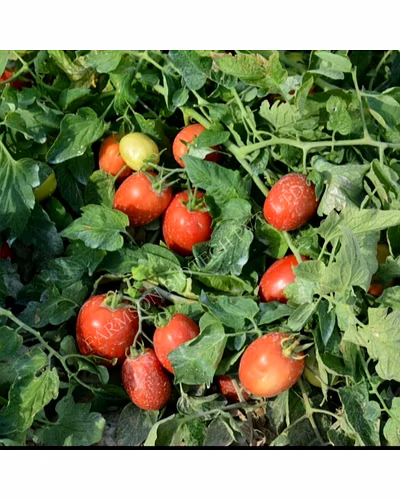 FB-KING F1 HYBRID TOMATO SEEDS-2