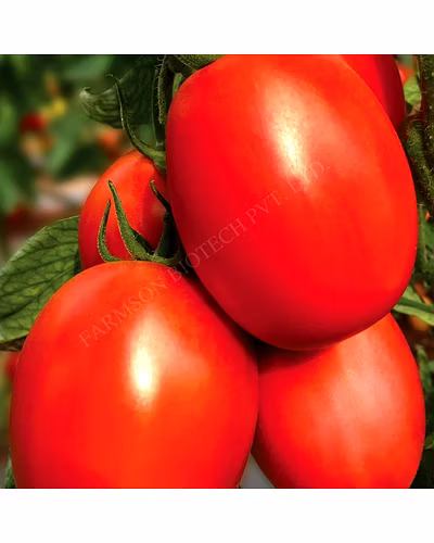 FB-KING F1 HYBRID TOMATO SEEDS-3
