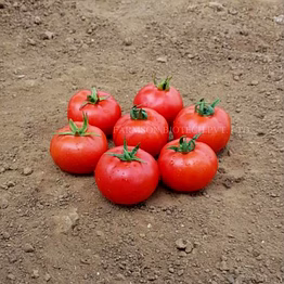 farmson biotech private limited fb-madhav f1 hybrid tomato seeds (round and red)