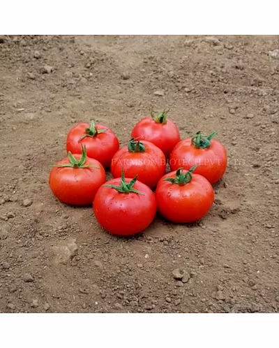 FB-MADHAV F1 HYBRID TOMATO SEEDS (ROUND AND RED)-12524350