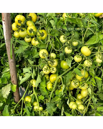 FB-MADHAV F1 HYBRID TOMATO SEEDS (ROUND AND RED)-1