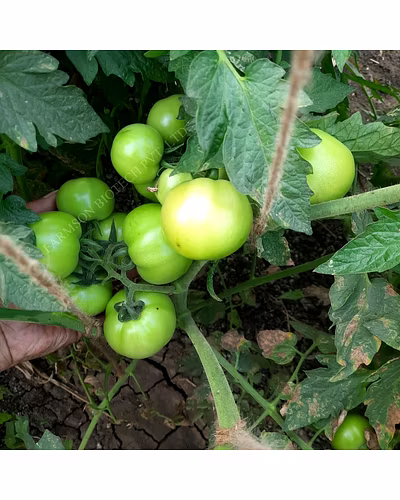 FB-MADHAV F1 HYBRID TOMATO SEEDS (ROUND AND RED)-2